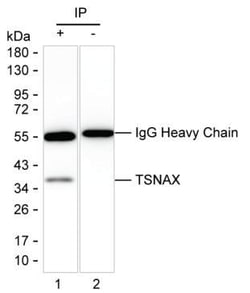 Invitrogen TSNAX Monoclonal Antibody (K52014_5F2), Invitrogen 200 &mu;L;