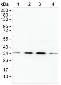 Invitrogen TSNAX Monoclonal Antibody (K52014_5F2), Invitrogen 200 &mu;L;