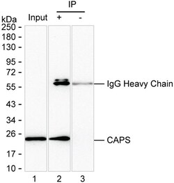 Invitrogen CAPS Monoclonal Antibody (K49040_1E11), Invitrogen 50 &mu;L;