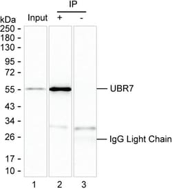 Invitrogen C14orf130 Monoclonal Antibody (K49039_3A12), Invitrogen 50 &mu;L;