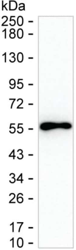 Invitrogen C14orf130 Monoclonal Antibody (K49039_3A12), Invitrogen 50 &mu;L;