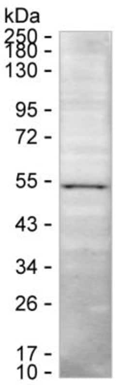 Invitrogen RNF135 Monoclonal Antibody (K49037_14A5), Invitrogen:Antibodies:Primary