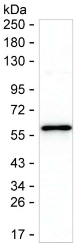Invitrogen TSLP Monoclonal Antibody (K49024_1G12), Invitrogen:Antibodies:Primary
