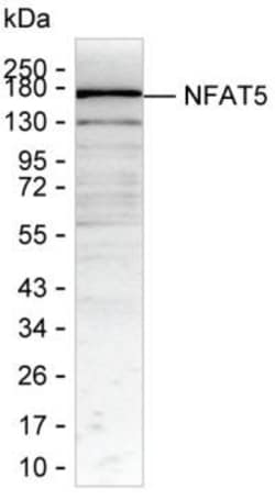 Invitrogen NFAT5 Monoclonal Antibody (K49018_1C5), Invitrogen 50 &mu;L;