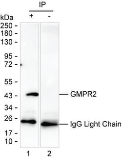 Invitrogen GMPR2 Monoclonal Antibody (K49018_14G3), Invitrogen:Antibodies:Primary