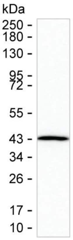 GMPR2 Monoclonal Antibody (K49018_14G3), Invitrogen&trade;