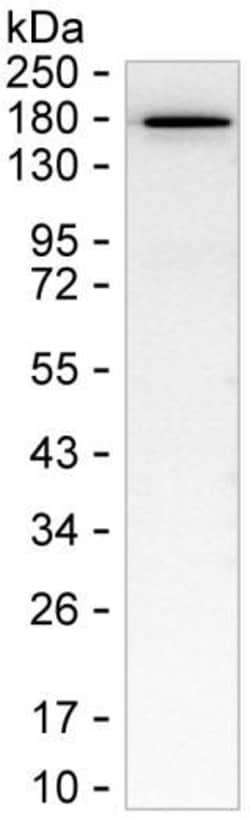 Invitrogen HMHA1 Monoclonal Antibody (K49014_6G7), Invitrogen 50 &mu;L;