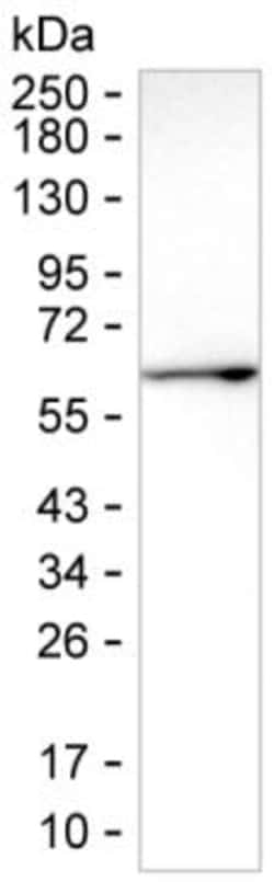Fetuin B Monoclonal Antibody (K49014_16D1), Invitrogen&trade;