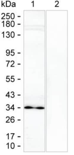 Invitrogen CHOP Monoclonal Antibody (K49008_7F7), Invitrogen:Antibodies:Primary