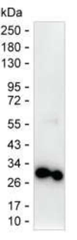 Invitrogen Securin Monoclonal Antibody (K49008_2B9), Invitrogen 200 &mu;L;