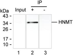 Invitrogen HNMT Monoclonal Antibody (K40053_20E2), Invitrogen 200 &mu;L;