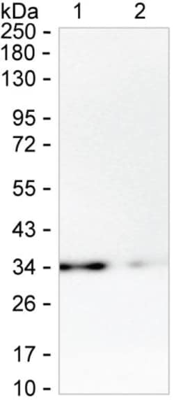 Invitrogen HNMT Monoclonal Antibody (K40053_20E2), Invitrogen 200 &mu;L;