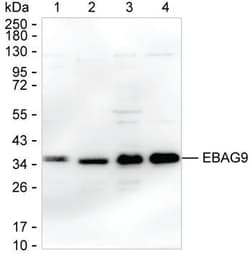 RCAS1 Monoclonal Antibody (K40051_14G10), Invitrogen&trade;