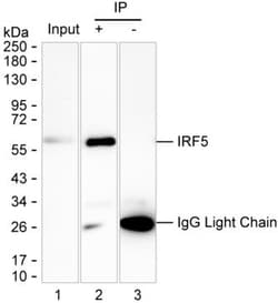 Invitrogen IRF5 Monoclonal Antibody (K40049_2A6), Invitrogen:Antibodies:Primary