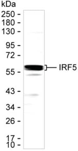 Invitrogen IRF5 Monoclonal Antibody (K40049_2A6), Invitrogen:Antibodies:Primary