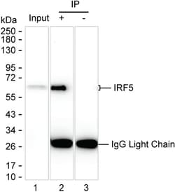 Invitrogen IRF5 Monoclonal Antibody (K40049_14B6), Invitrogen 200 &mu;L | Buy Online | Invitrogen&trade; | Fisher Scientific