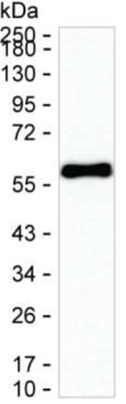 IRF5 Monoclonal Antibody (K40049_14B6), Invitrogen&trade;