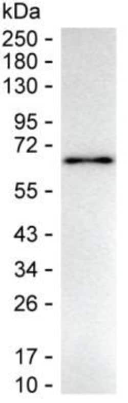 Invitrogen HEXIM1 Monoclonal Antibody (K40046_16G4), Invitrogen:Antibodies:Primary