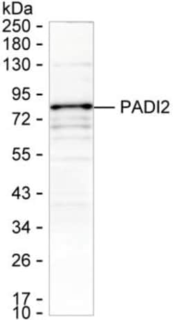 PADI2 Monoclonal Antibody (K40045_12F1), Invitrogen&trade;
