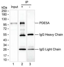 Invitrogen PDE5 Monoclonal Antibody (K40021_13B11), Invitrogen:Antibodies:Primary