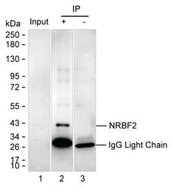 Invitrogen NRBF2 Monoclonal Antibody (K40009_14D6), Invitrogen:Antibodies:Primary
