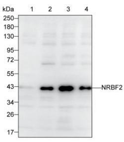 Invitrogen NRBF2 Monoclonal Antibody (K40009_14D6), Invitrogen:Antibodies:Primary