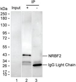 Invitrogen NRBF2 Monoclonal Antibody (K40009_12G3), Invitrogen 50 &mu;L;