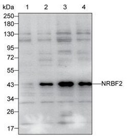 Invitrogen NRBF2 Monoclonal Antibody (K40009_12G3), Invitrogen 50 &mu;L;