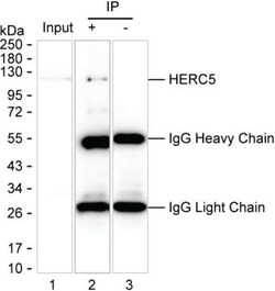 Invitrogen HERC5 Monoclonal Antibody (K29053_7B12), Invitrogen 50 &mu;L;