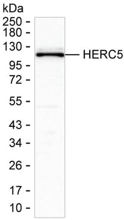 Invitrogen HERC5 Monoclonal Antibody (K29053_7B12), Invitrogen 50 &mu;L;