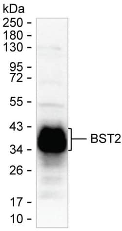 Invitrogen BST-2 Monoclonal Antibody (K29052_18D3), Invitrogen 200 &mu;g;