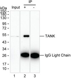 Invitrogen TANK Monoclonal Antibody (K29041_10H4), Invitrogen 200 &mu;L;