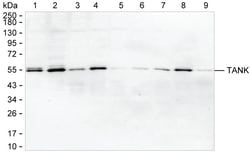 Invitrogen TANK Monoclonal Antibody (K29041_10H4), Invitrogen 200 &mu;L;