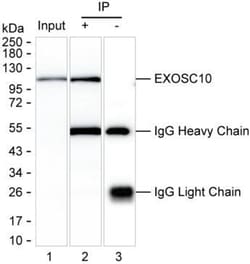 Invitrogen EXOSC10 Monoclonal Antibody (K29029_8C8), Invitrogen:Antibodies:Primary