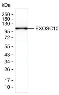 Invitrogen EXOSC10 Monoclonal Antibody (K29029_8C8), Invitrogen:Antibodies:Primary