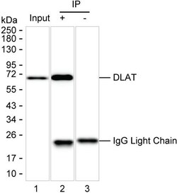 Invitrogen DLAT Monoclonal Antibody (K29029_4B11), Invitrogen:Antibodies:Primary