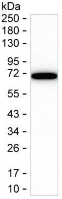 Invitrogen DLAT Monoclonal Antibody (K29029_4B11), Invitrogen:Antibodies:Primary
