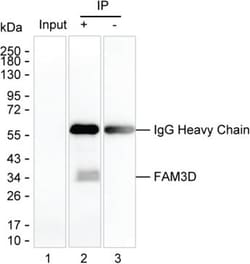 Invitrogen FAM3D Monoclonal Antibody (K29027_7G7), Invitrogen 200 &mu;L | Buy Online | Invitrogen&trade; | Fisher Scientific
