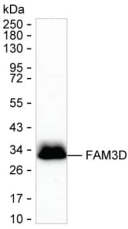 FAM3D Monoclonal Antibody (K29027_7G7), Invitrogen&trade;