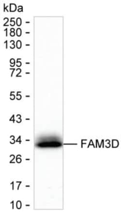 Invitrogen FAM3D Monoclonal Antibody (K29027_4E9), Invitrogen:Antibodies:Primary