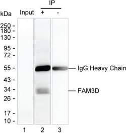Invitrogen FAM3D Monoclonal Antibody (K29027_2D4), Invitrogen:Antibodies:Primary