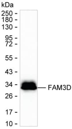 Invitrogen FAM3D Monoclonal Antibody (K29027_2D4), Invitrogen:Antibodies:Primary