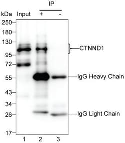 Invitrogen delta Catenin Monoclonal Antibody (K29002_1E2), Invitrogen 50