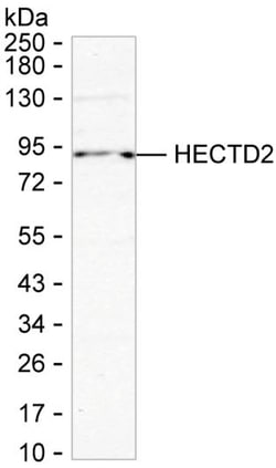 HECTD2 Monoclonal Antibody (K24026_13A9), Invitrogen&trade;