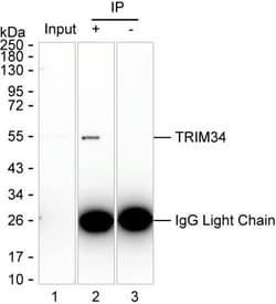 Invitrogen TRIM34 Monoclonal Antibody (K24023_20A3), Invitrogen 200 &mu;L;