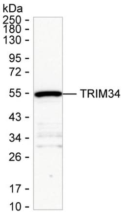 Invitrogen TRIM34 Monoclonal Antibody (K24023_20A3), Invitrogen 200 &mu;L;