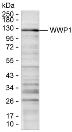 WWP1 Monoclonal Antibody (K24023_16C10), Invitrogen&trade;