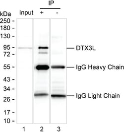 Invitrogen DTX3L Monoclonal Antibody (K24022_3F7), Invitrogen:Antibodies:Primary