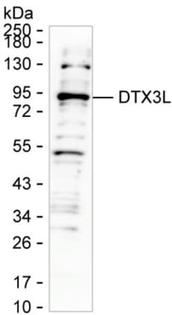 Invitrogen DTX3L Monoclonal Antibody (K24022_3F7), Invitrogen:Antibodies:Primary