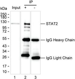 Invitrogen STAT2 Monoclonal Antibody (K24015_4B5), Invitrogen 50 &mu;L;